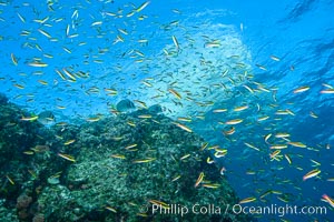 Cortez rainbow wrasse schooling over reef in mating display, Los Islotes, Baja California, Mexico