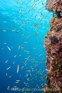 Cortez rainbow wrasse schooling over reef in mating display, Los Islotes, Baja California, Mexico