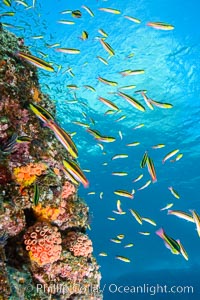 Cortez rainbow wrasse schooling over reef in mating display, Los Islotes, Baja California, Mexico