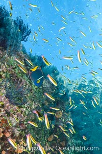 Cortez rainbow wrasse schooling over reef in mating display, Los Islotes, Baja California, Mexico