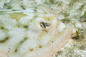 Image 27546, Cortez round stingray, Sea of Cortez, Baja California, Mexico., Urolophus maculatus, Phillip Colla, all rights reserved worldwide. Keywords: baja california, mexico, sea of cortez, underwater.