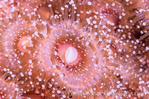 A corynactis anemone polyp, Corynactis californica is a corallimorph found in genetically identical clusters, club-tipped anemone, Corynactis californica, San Diego, California