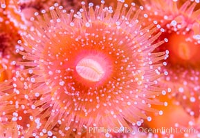 A corynactis anemone polyp, Corynactis californica is a corallimorph found in genetically identical clusters, club-tipped anemone, Corynactis californica, San Diego, California