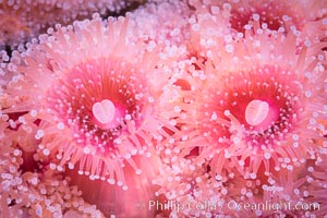 A corynactis anemone polyp, Corynactis californica is a corallimorph found in genetically identical clusters, club-tipped anemone, Corynactis californica, San Diego, California