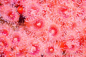 A corynactis anemone polyp, Corynactis californica is a corallimorph found in genetically identical clusters, club-tipped anemone, Corynactis californica, San Diego, California