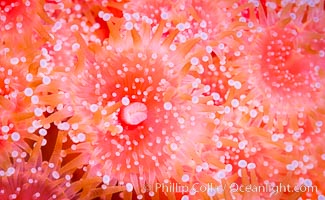 A corynactis anemone polyp, Corynactis californica is a corallimorph found in genetically identical clusters, club-tipped anemone, Corynactis californica, San Diego, California