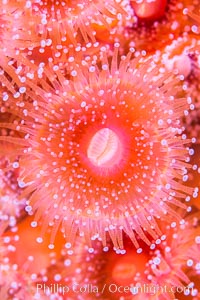 A corynactis anemone polyp, Corynactis californica is a corallimorph found in genetically identical clusters, club-tipped anemone