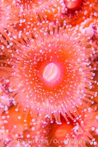 A corynactis anemone polyp, Corynactis californica is a corallimorph found in genetically identical clusters, club-tipped anemone, Corynactis californica, San Diego, California