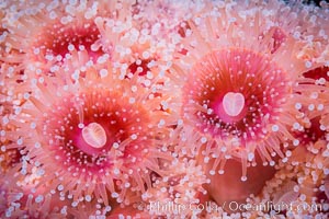 A corynactis anemone polyp, Corynactis californica is a corallimorph found in genetically identical clusters, club-tipped anemone, Corynactis californica, San Diego, California