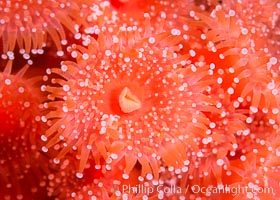 A corynactis anemone polyp, Corynactis californica is a corallimorph found in genetically identical clusters, club-tipped anemone, Corynactis californica, San Diego, California