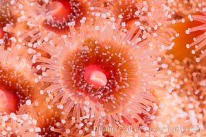 A corynactis anemone polyp, Corynactis californica is a corallimorph found in genetically identical clusters, club-tipped anemone, Corynactis californica, San Diego, California