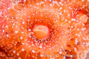 A corynactis anemone polyp, Corynactis californica is a corallimorph found in genetically identical clusters, club-tipped anemone, Corynactis californica, San Diego, California