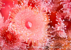 A corynactis anemone polyp, Corynactis californica is a corallimorph found in genetically identical clusters, club-tipped anemone, Corynactis californica, San Diego, California