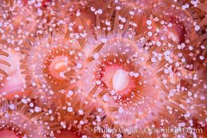 A corynactis anemone polyp, Corynactis californica is a corallimorph found in genetically identical clusters, club-tipped anemone, Corynactis californica, San Diego, California