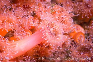 A corynactis anemone polyp, Corynactis californica is a corallimorph found in genetically identical clusters, club-tipped anemone, Corynactis californica, San Diego, California