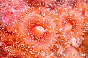 A corynactis anemone polyp, Corynactis californica is a corallimorph found in genetically identical clusters, club-tipped anemone, Corynactis californica, San Diego, California