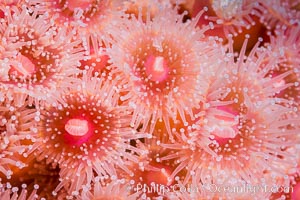 A corynactis anemone polyp, Corynactis californica is a corallimorph found in genetically identical clusters, club-tipped anemone, Corynactis californica, San Diego, California