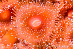 A corynactis anemone polyp, Corynactis californica is a corallimorph found in genetically identical clusters, club-tipped anemone, Corynactis californica, San Diego, California