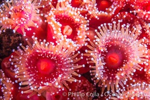 Corynactis anemone polyp, a corallimorph, extends its arms into passing ocean currents to catch food, San Diego, California