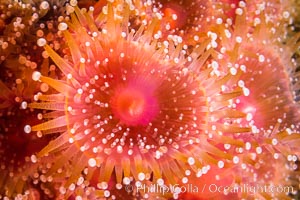 Corynactis anemone polyp, a corallimorph, extends its arms into passing ocean currents to catch food, San Diego, California
