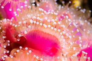 Corynactis anemone polyp, a corallimorph, extends its arms into passing ocean currents to catch food