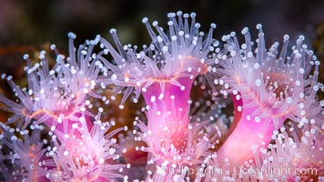 Corynactis anemone polyp, a corallimorph, extends its arms into passing ocean currents to catch food, Corynactis californica