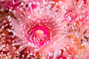 Corynactis anemone polyp, a corallimorph, extends its arms into passing ocean currents to catch food, Corynactis californica