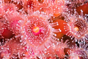 Corynactis anemone polyp, a corallimorph, extends its arms into passing ocean currents to catch food, Corynactis californica