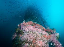 Corynactis anemones cover Oil Rig Ellen underwater, Corynactis californica, Long Beach, California