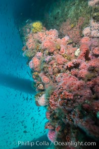 Corynactis anemones cover Oil Rig Ellen underwater, Corynactis californica, Long Beach, California