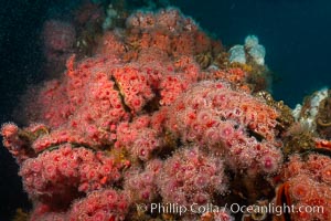 Corynactis anemones on Oil Rig Elly underwater structure