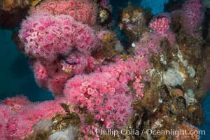 Corynactis anemones on Oil Rig Elly underwater structure, Corynactis californica, Long Beach, California