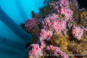 Corynactis anemones on Oil Rig Elly underwater structure, Corynactis californica, Long Beach, California