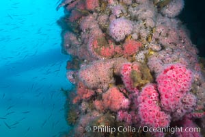 Corynactis anemones on Oil Rig Elly underwater structure, Corynactis californica, Long Beach, California