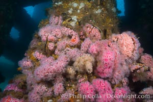 Corynactis anemones on Oil Rig Elly underwater structure, Corynactis californica, Long Beach, California