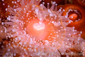 Corynactis anemone polyp, a corallimorph,  extends its arms into passing ocean currents to catch food