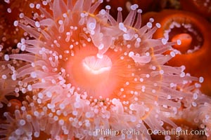 Corynactis anemone polyp, a corallimorph,  extends its arms into passing ocean currents to catch food, Corynactis californica, San Diego, California