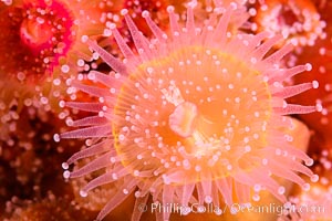 Corynactis anemone polyp, a corallimorph,  extends its arms into passing ocean currents to catch food, Corynactis californica, San Diego, California