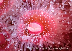 Corynactis anemone polyp, a corallimorph,  extends its arms into passing ocean currents to catch food, Corynactis californica, San Diego, California