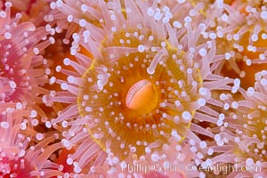 Corynactis anemone polyp, a corallimorph,  extends its arms into passing ocean currents to catch food, Corynactis californica, San Diego, California