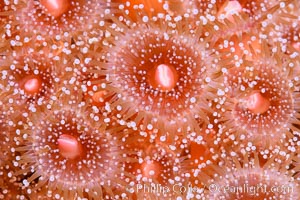 Corynactis anemone polyp, a corallimorph,  extends its arms into passing ocean currents to catch food, Corynactis californica, San Diego, California