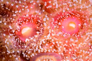 Corynactis anemone polyp, a corallimorph,  extends its arms into passing ocean currents to catch food, Corynactis californica, San Diego, California