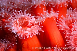 Corynactis anemone polyp, a corallimorph,  extends its arms into passing ocean currents to catch food, Corynactis californica, San Diego, California