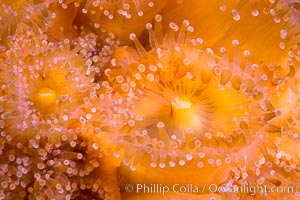 Corynactis anemone polyp, a corallimorph,  extends its arms into passing ocean currents to catch food. San Diego, California, USA, Corynactis californica, natural history stock photograph, photo id 33480