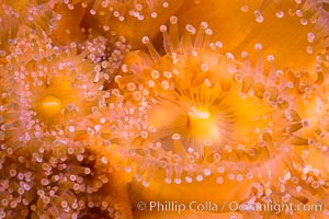 Corynactis anemone polyp, a corallimorph,  extends its arms into passing ocean currents to catch food, Corynactis californica, San Diego, California