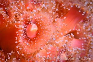 Corynactis anemone polyp, a corallimorph,  extends its arms into passing ocean currents to catch food, Corynactis californica, San Diego, California