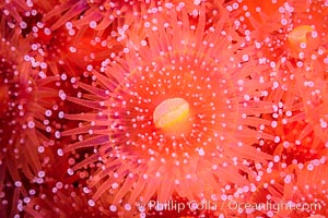 Corynactis anemone polyp, a corallimorph,  extends its arms into passing ocean currents to catch food, Corynactis californica, San Diego, California