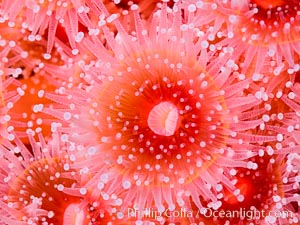 Corynactis anemone polyp, a corallimorph,  extends its arms into passing ocean currents to catch food, Corynactis californica, San Diego, California