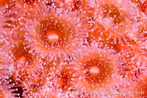 Corynactis anemone polyp, a corallimorph,  extends its arms into passing ocean currents to catch food, Corynactis californica, San Diego, California