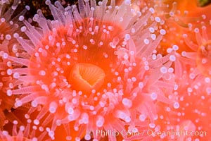 Corynactis anemone polyp, a corallimorph,  extends its arms into passing ocean currents to catch food, Corynactis californica, San Diego, California